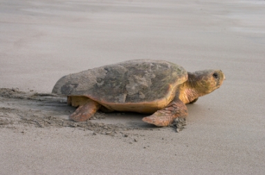 >Loggerhead Turtle Comes Ashore to Lay Her Eggs