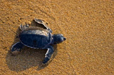 Loggerhead Hatchling