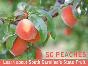 SC Peaches