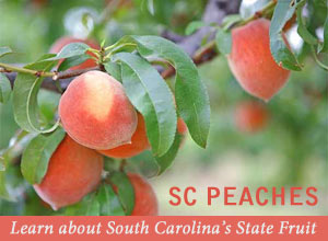 SC Peaches