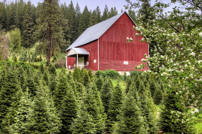 south carolina christmas trees find sc christmas tree south carolina christmas trees find sc christmas tree