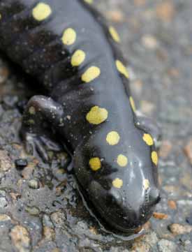 Spotted Salamander