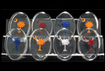 South Carolina Paperweights