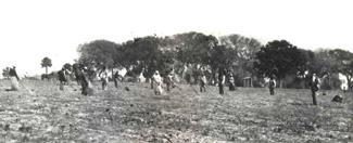 The Cotton Field