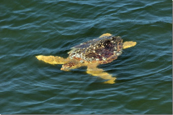 SC's State Reptile Loggerhead Turtle