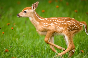 SC State Animal White Tailed Deer