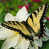 Eastern Tiger Swallowtail Butterfly