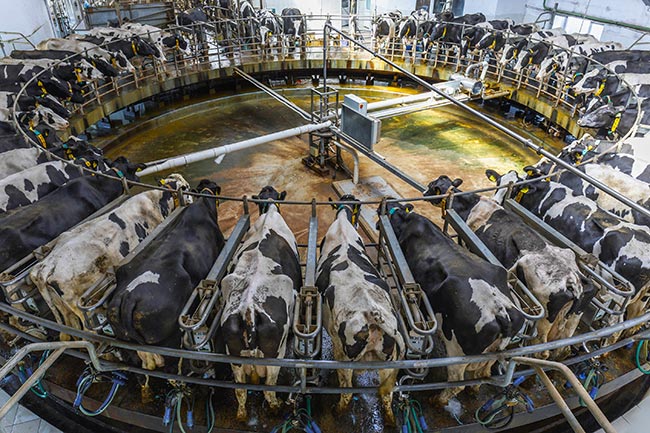 Dairy Cows in Milking Carousel