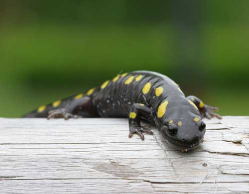 Spotted Salamander