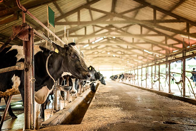 Dairy Cows in Holding