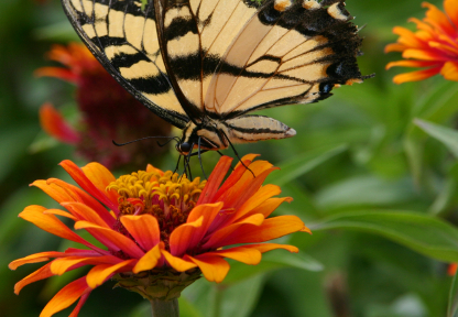 Side View of the Eastern Tiger Swallowtail
