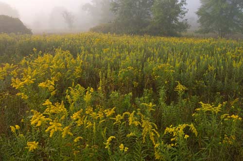 Field of Goldenrod