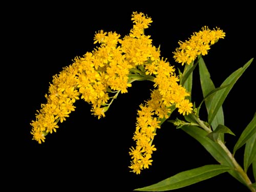 Goldenrod