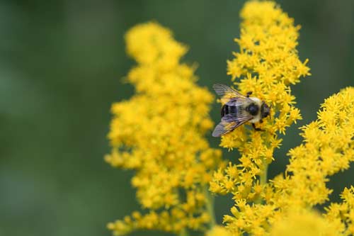Goldenrod with Bee