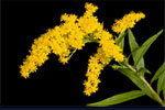 Goldenrod