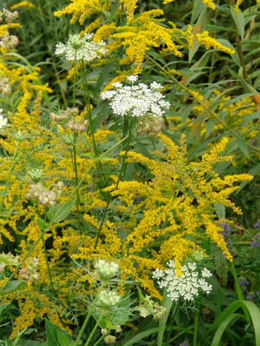 Goldenrod