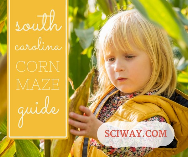 South Carolina Corn Mazes