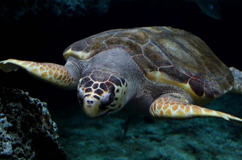 SC's State Reptile Loggerhead Turtle