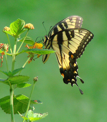 South Carolina - State Butterfly - Eastern Tiger Swallowtail