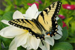 Eastern Tiger Swallowtail