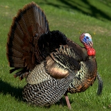 Wild Turkey