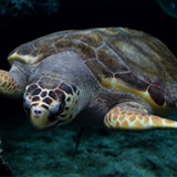 Loggerhead Turtle