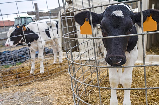 Veal Cages