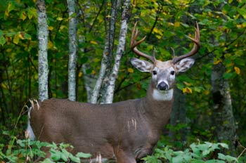 SC's State Animal White Tailed Deer