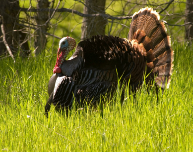 Wild Turkey in Full Strut