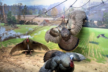 Wild Turkey Museum in Edgefield