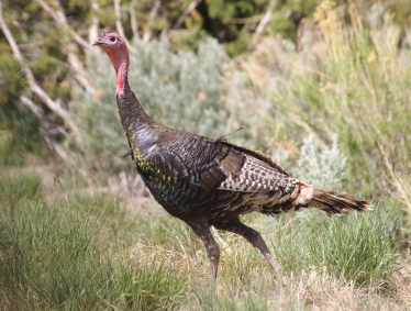 Wild Turkey Walking in the Grass