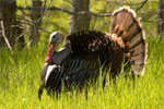 Wild Turkey