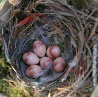 Wren's Nest and Eggs