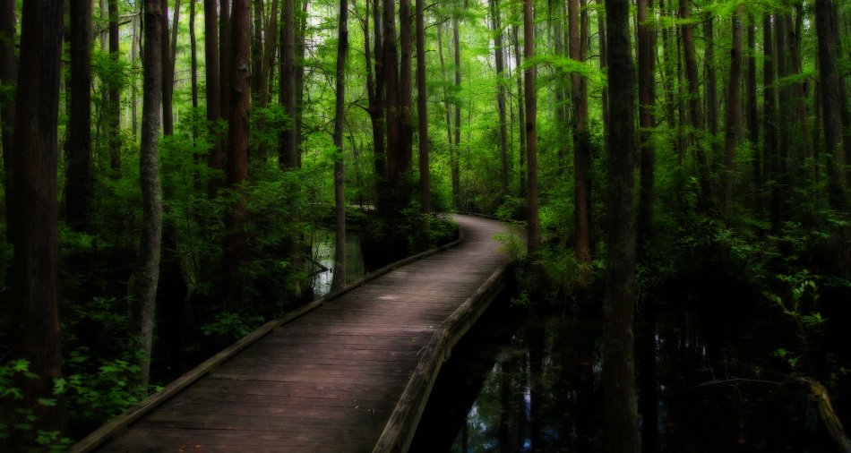 >Woods Bay State Park SC