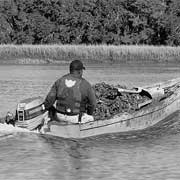 Gathering Oysters