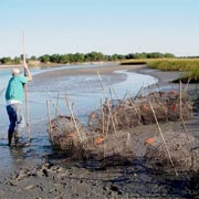 Old Crab Pots Make New Oyster Reefs