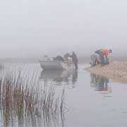 Picking Oysters