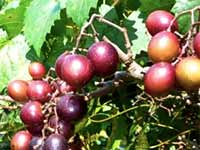 Muscadine Grapes