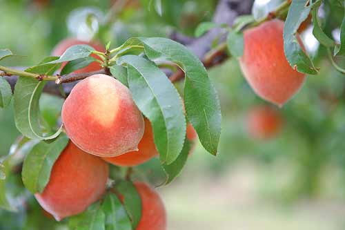 The Peach - South Carolina's State Fruit