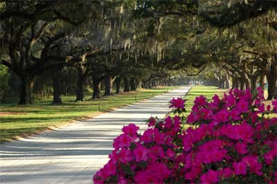 Boone Hall Avenue of Oaks