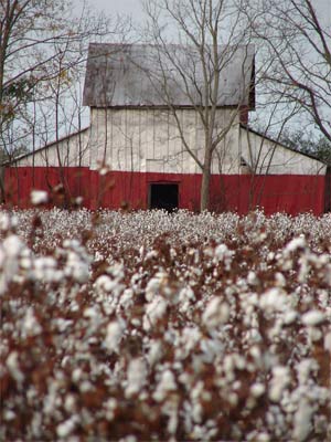 Edgefield Cotton Barn