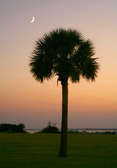 Palmetto Moon