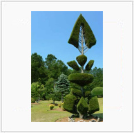 Pearl Fryar Fishbone Topiary