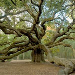 Angel Oak