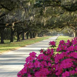 Avenue of Oaks