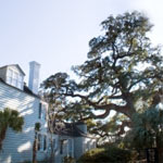 Georgetown Champion Oak