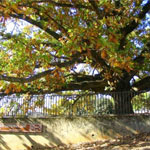 Clemson Centennial Oak