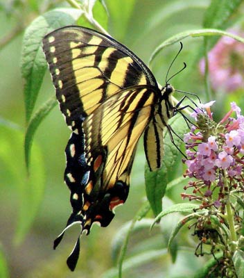 Swallowtail Butterfly