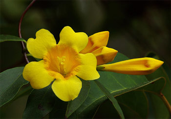 Carolina or Yellow Jessamine