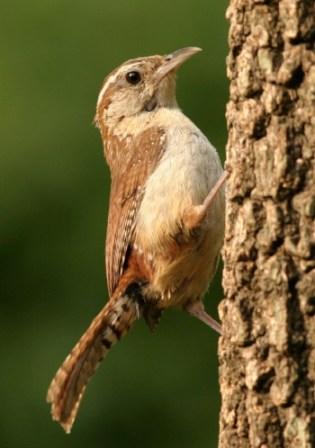 Carolina Wren